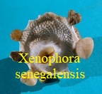 Xenophora senegalensis, Fischer 1873